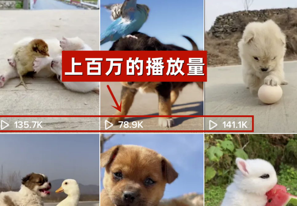 急！！新加坡华人注意了！海外dǒu音搬运视频，7000~1w/月，无需经验，在家可做！