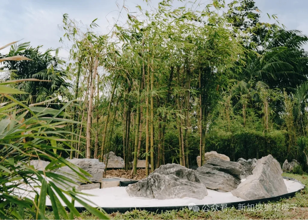 樟宜机场新增竹林步道，T2外享受禅意时光