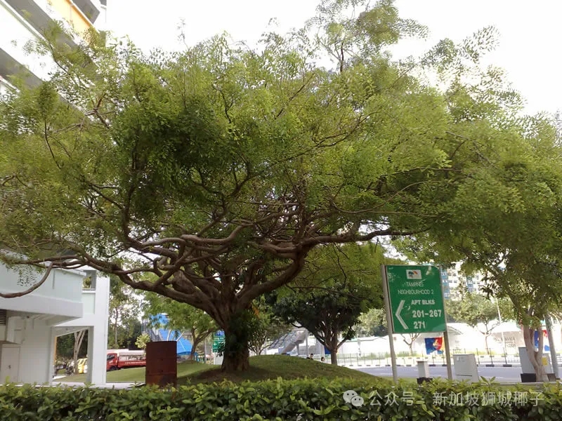 新加坡这4个地区，最适合年轻家庭买房~