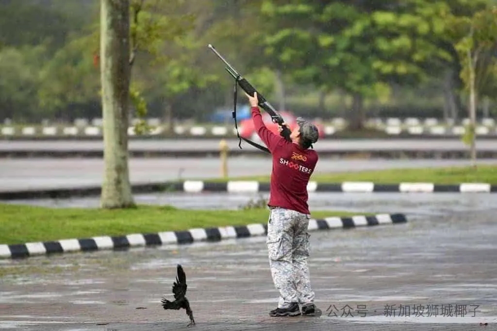 忍不了！新加坡再次开始全岛猎杀！这些“黑帮大佬”为何非灭不可？