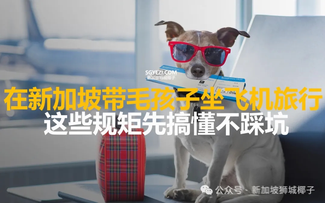 一文看懂不踩坑！“从新加坡出发旅游，能带宠物一起上飞机吗？”